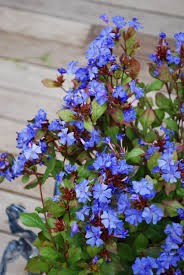 Ceratostigma