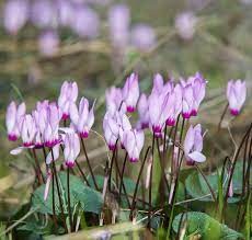 Cyclamen de naple