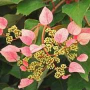 Hortensia grimpant