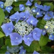 Hydrangea blaumeise