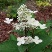 Hydrangea paniculata