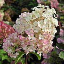 Hydrangea rose blanc paniculata