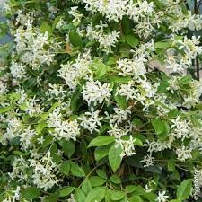 Jasmin etoile