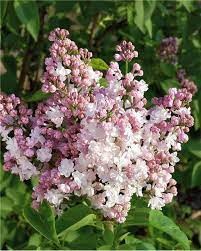 Lilas