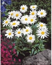 Marguerite