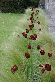 Melange stipa tulipe