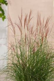 Miscanthus