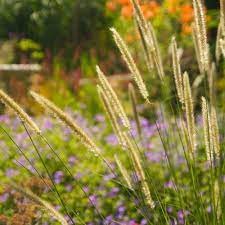 Pennisetum