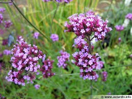 Verbena