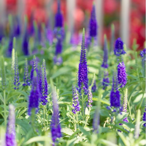 7662 salvia superba reine des bleues 2