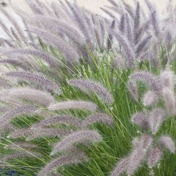 Pennisetum